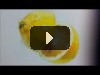 how to draw lemon
