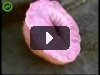 Неведомая Хуйня.avi