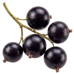 Blackcurrant