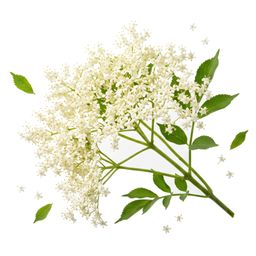 Elderflower