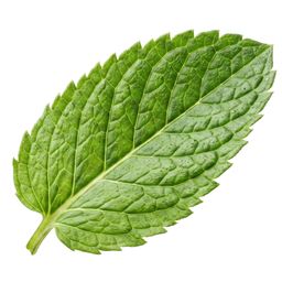 Mint