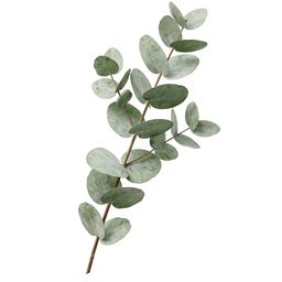Eucalyptus