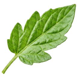 Hoja de tomate