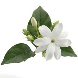 Jasmine