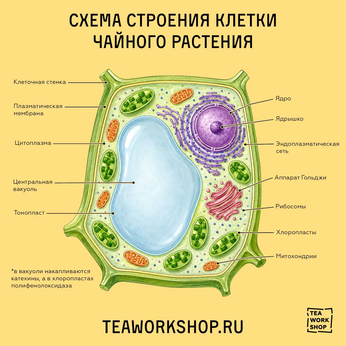 строения клетки чайного растения