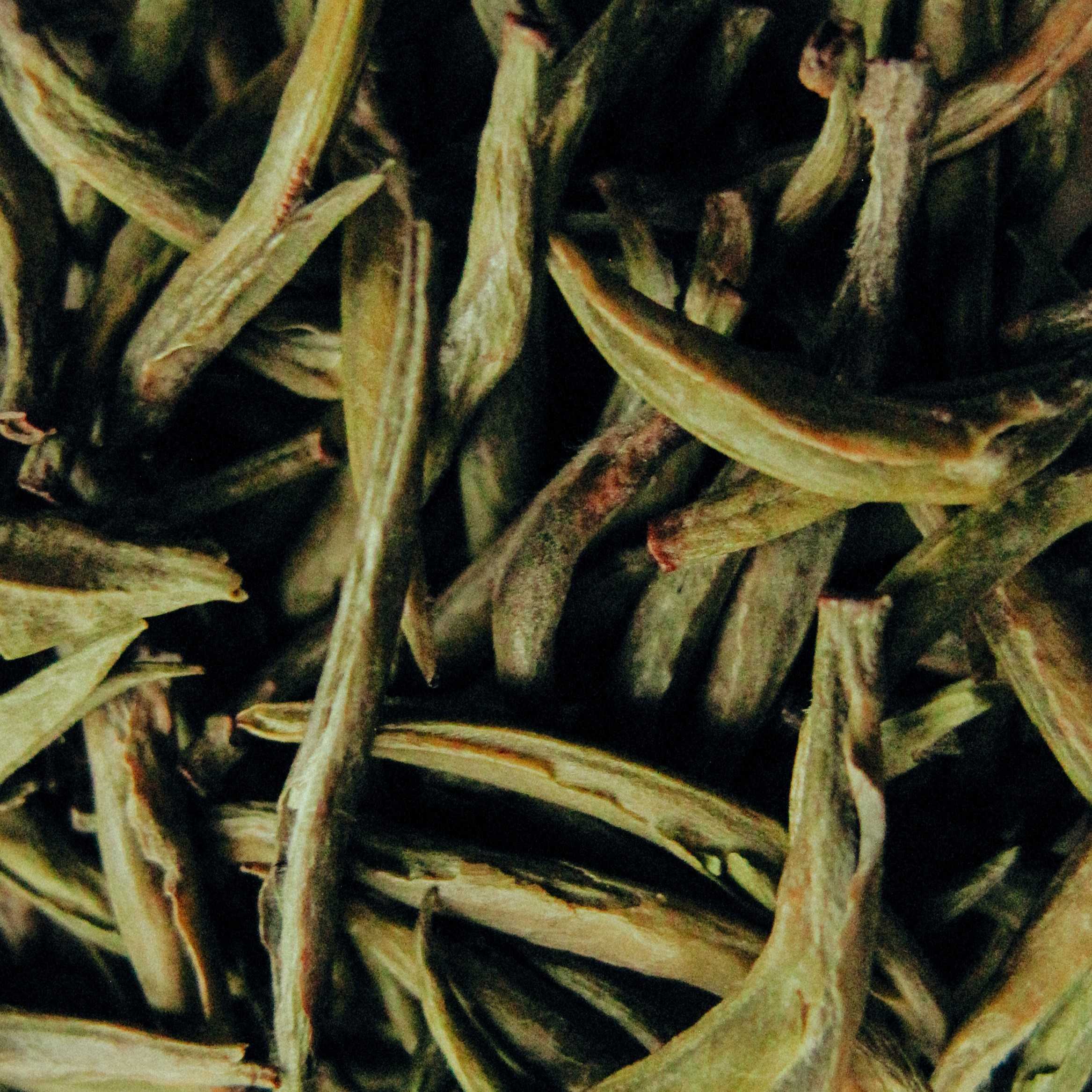 Цзюнь Шань Инь Чжэнь, Серебряные Иглы: почки с белым ворсом, макро