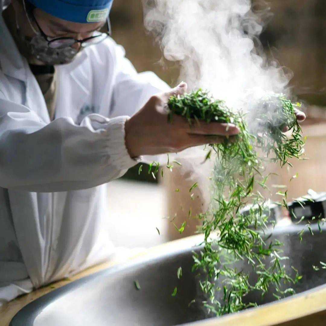 как делают зеленый чай шацин чайная мастерская