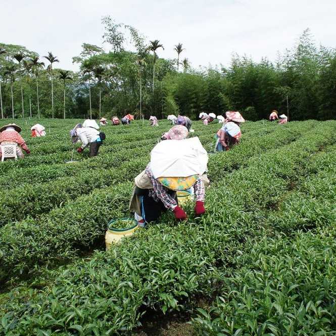 Улун Дун Дин в Москве прямая поставка