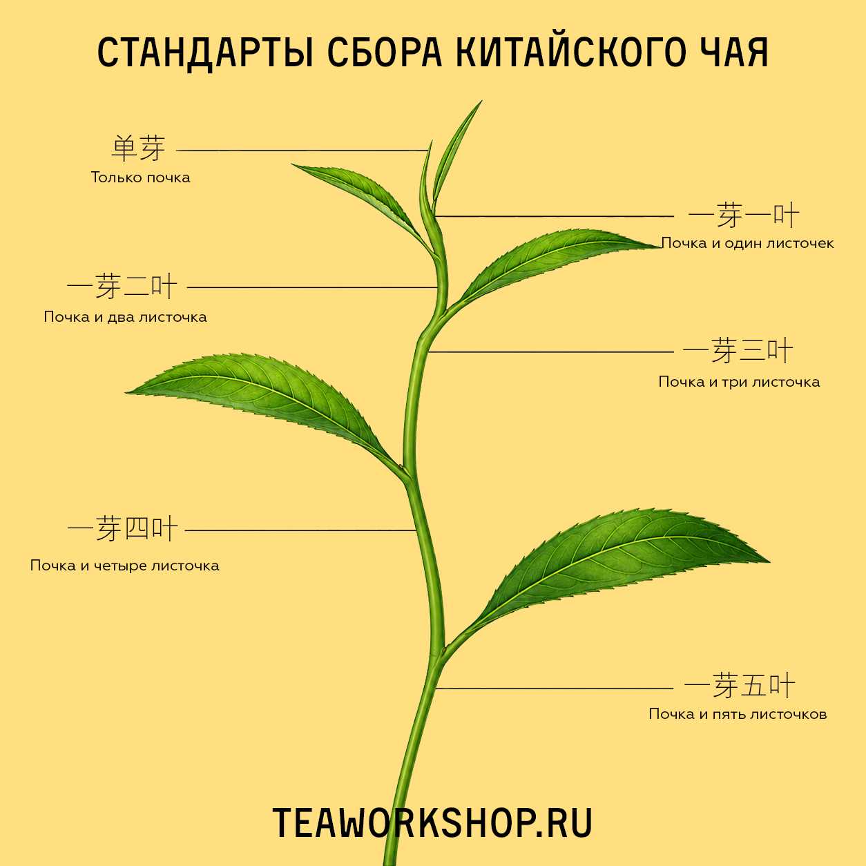 стандарты сбора китайского чая