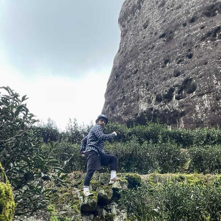 Где выращивают чай улун Да Хун Пао, заповедник Уишань крупным планом