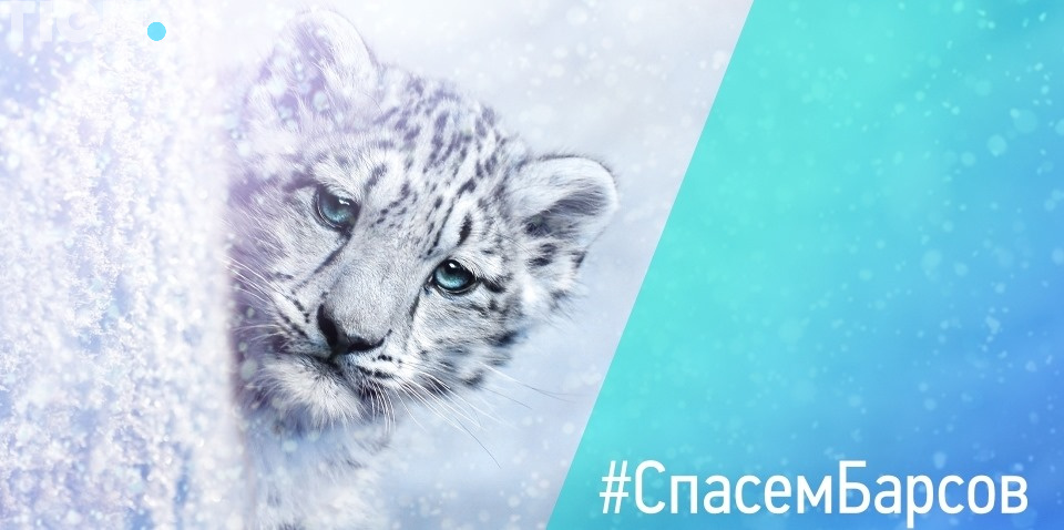 Фонд WWF и Тион вместе спасают барсов