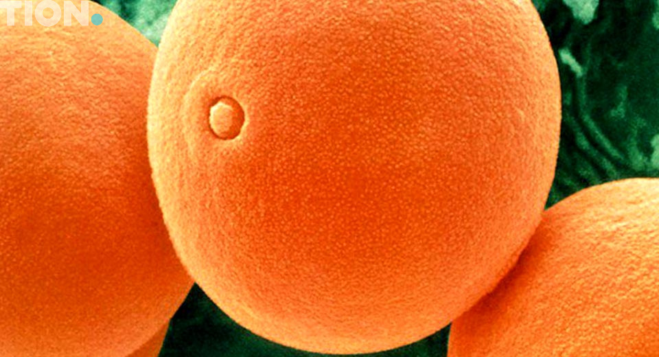 пыльца полыни