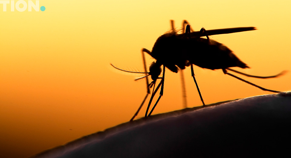 Народные методы защиты от комаров