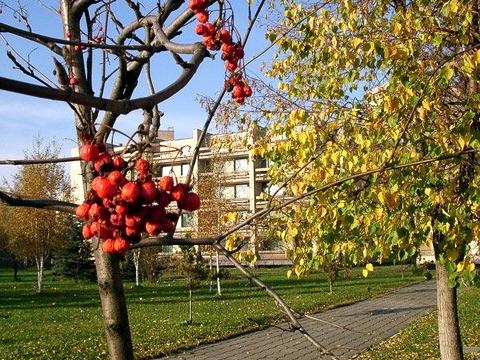 Изображение №4 компании Центральный военный клинический госпиталь им. А.А. Вишневского №2