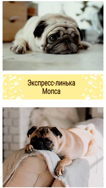 Изображение №11 компании Lucky pets