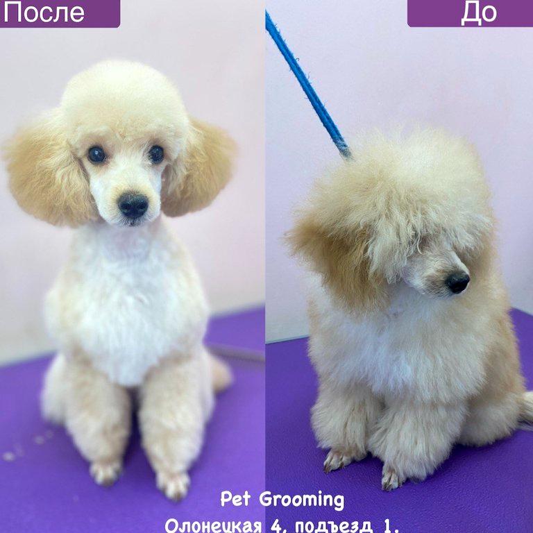 Изображение №1 компании Pet grooming