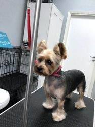 Изображение №4 компании Barber Pet