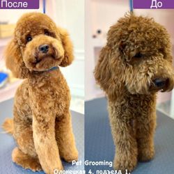 Изображение №4 компании Pet grooming