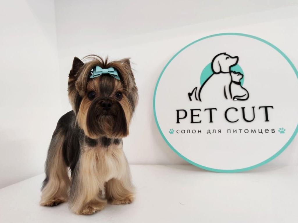 Pets company. Pet Cut салон. Салон кошки Москва. Хоу салон Pet Cut. Pet Cut, Москва, Петровский переулок.