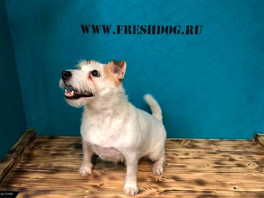 Изображение №20 компании FreshDog