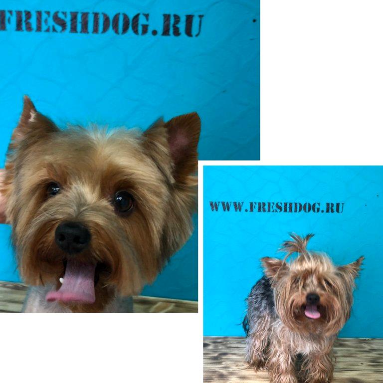 Изображение №11 компании FreshDog