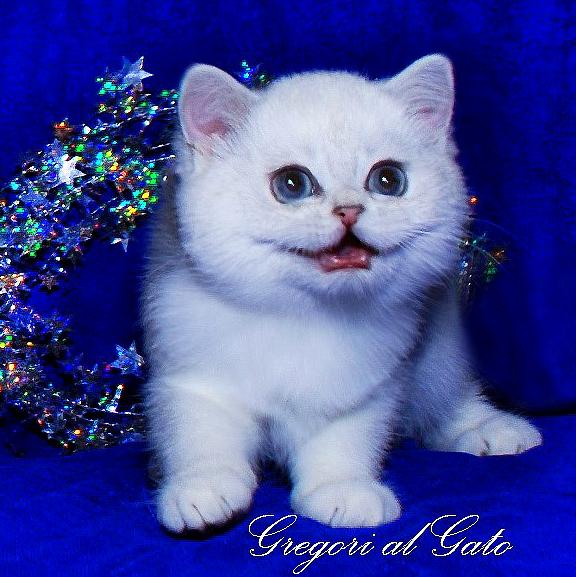 Изображение №7 компании Питомник британских кошек Gregori Al Gato