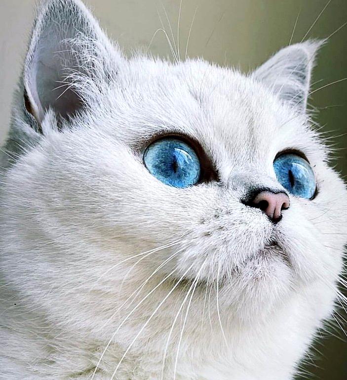 Изображение №10 компании Питомник британских кошек Gregori Al Gato