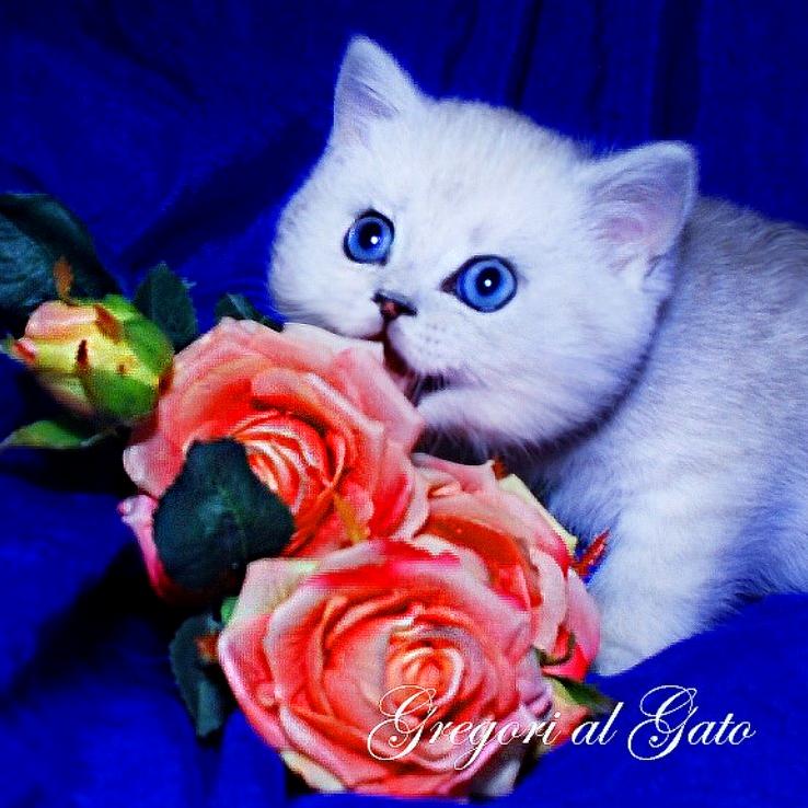 Изображение №19 компании Питомник британских кошек Gregori Al Gato