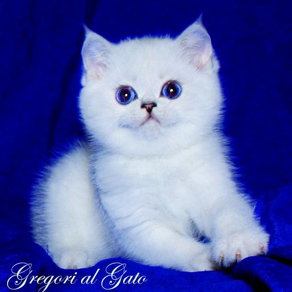 Изображение №17 компании Питомник британских кошек Gregori Al Gato