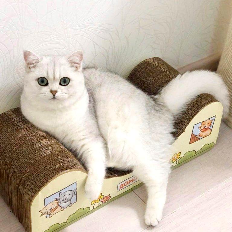 Изображение №16 компании Питомник британских кошек Gregori Al Gato