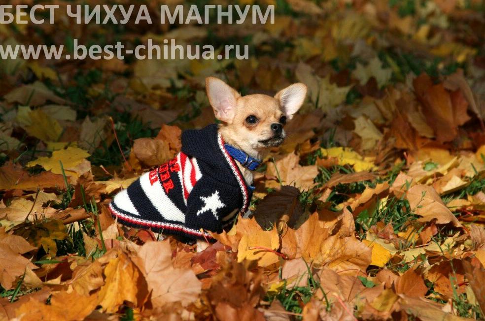 Изображение №1 компании Best Chihua