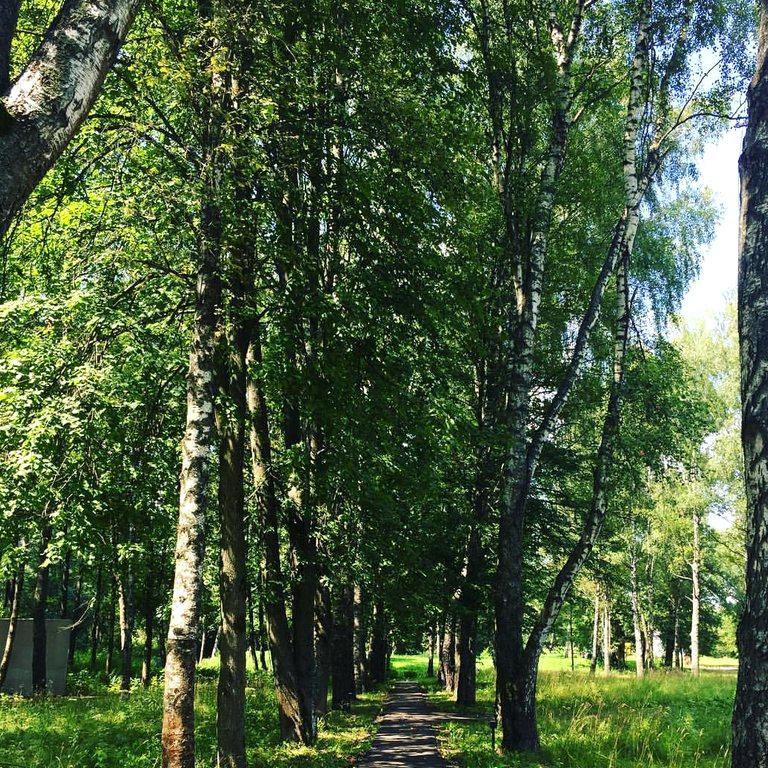 Белые аллеи. Парк Москва белая аллея. Белая аллея высокая гора. Белая аллея Дербышки.