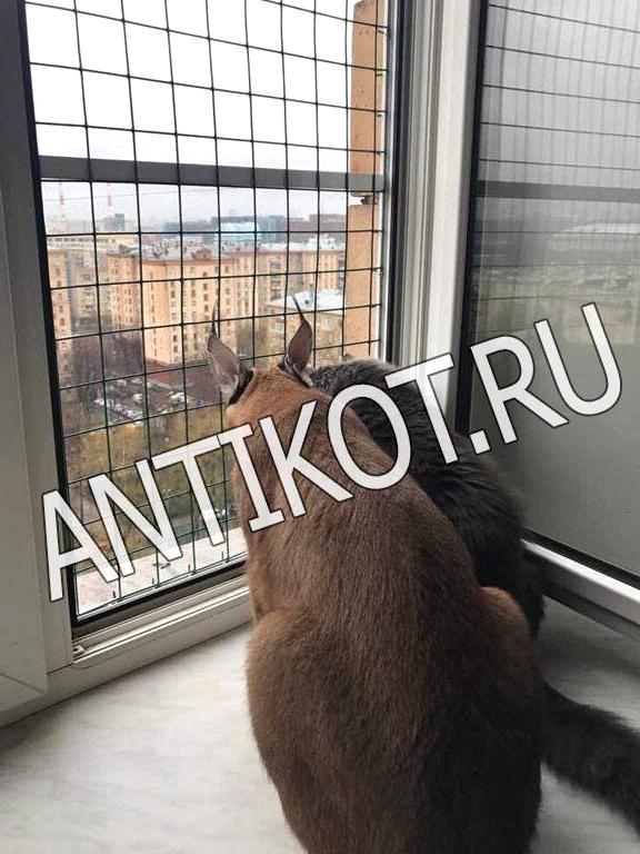 Изображение №3 компании Antikot.ru