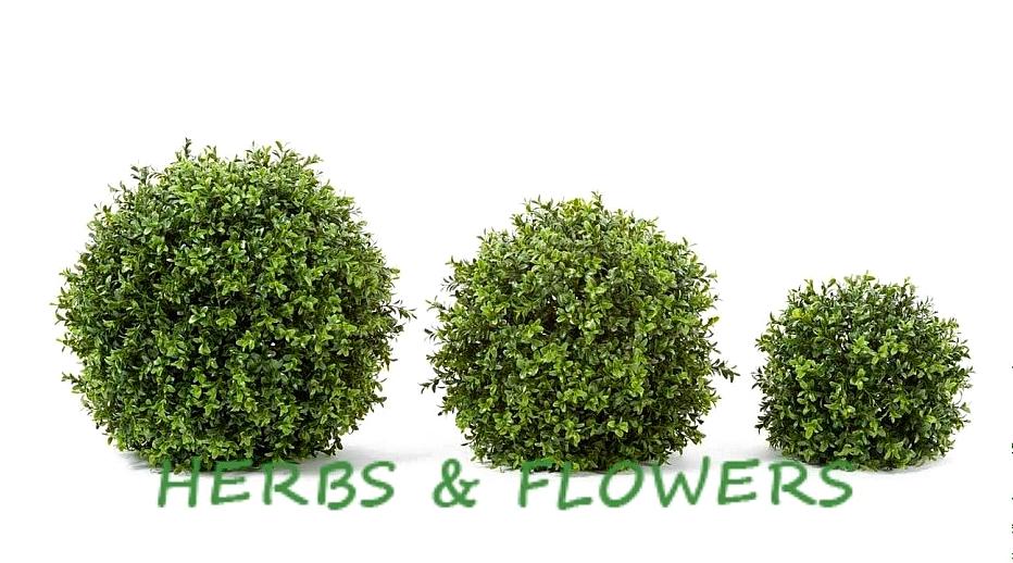 Изображение №15 компании Herbs&flowers
