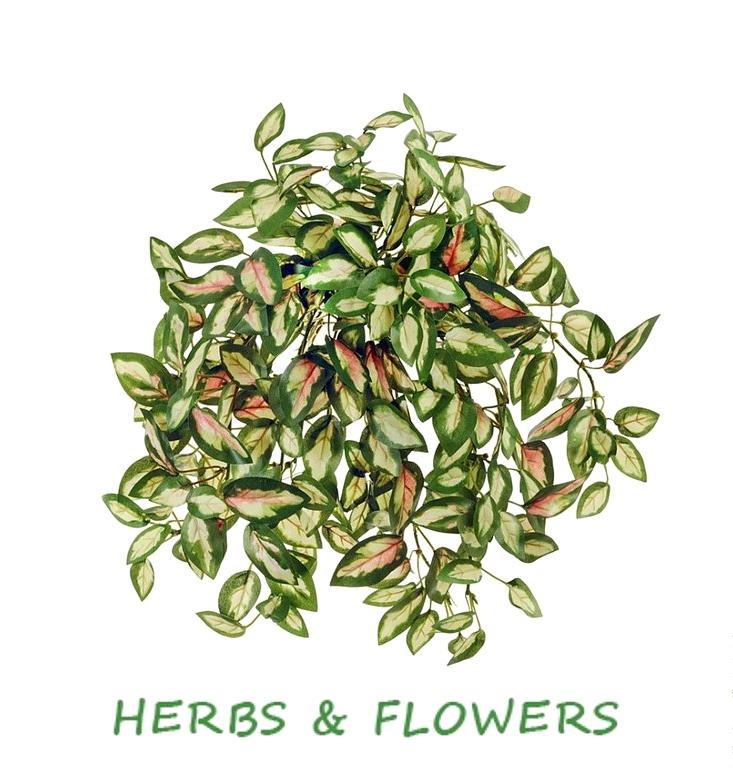 Изображение №5 компании Herbs&flowers