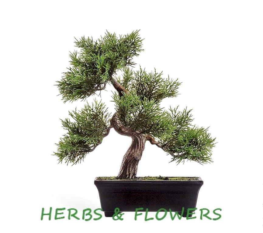 Изображение №11 компании Herbs&flowers
