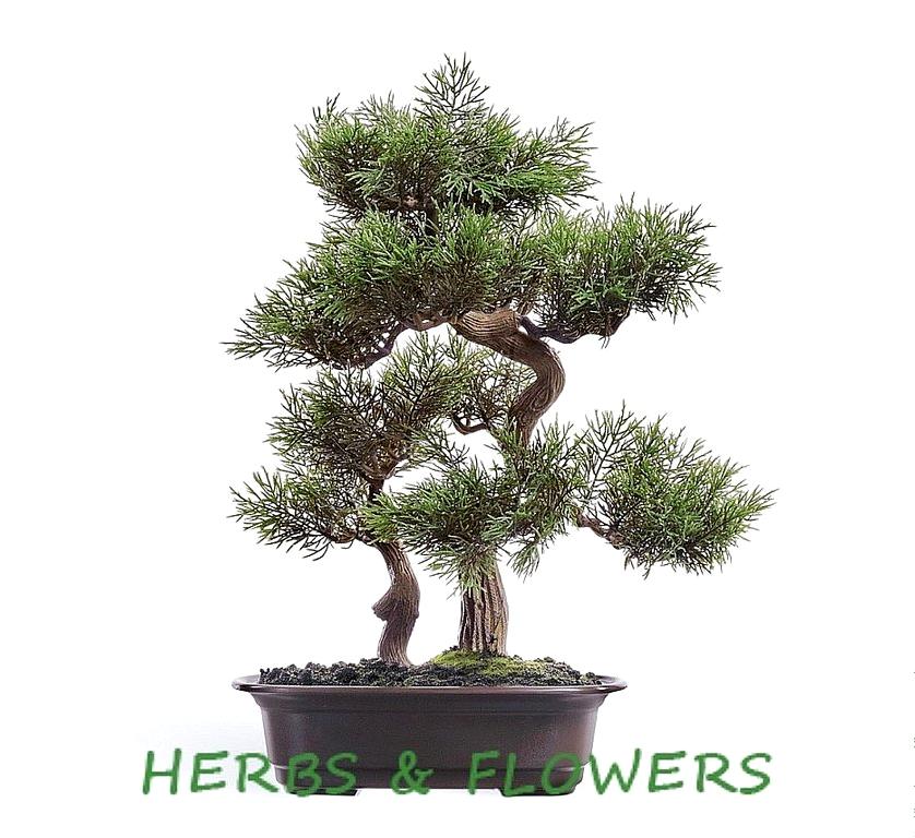 Изображение №7 компании Herbs&flowers