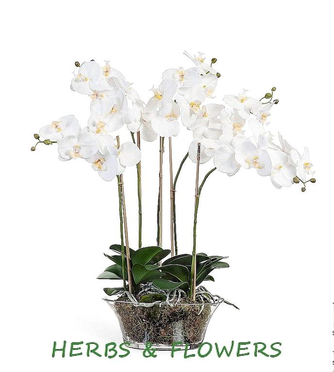 Изображение №19 компании Herbs&flowers