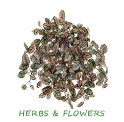 Изображение №2 компании Herbs&flowers