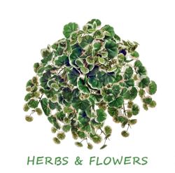 Изображение №5 компании Herbs&flowers