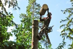 Изображение №1 компании Hi tree workers