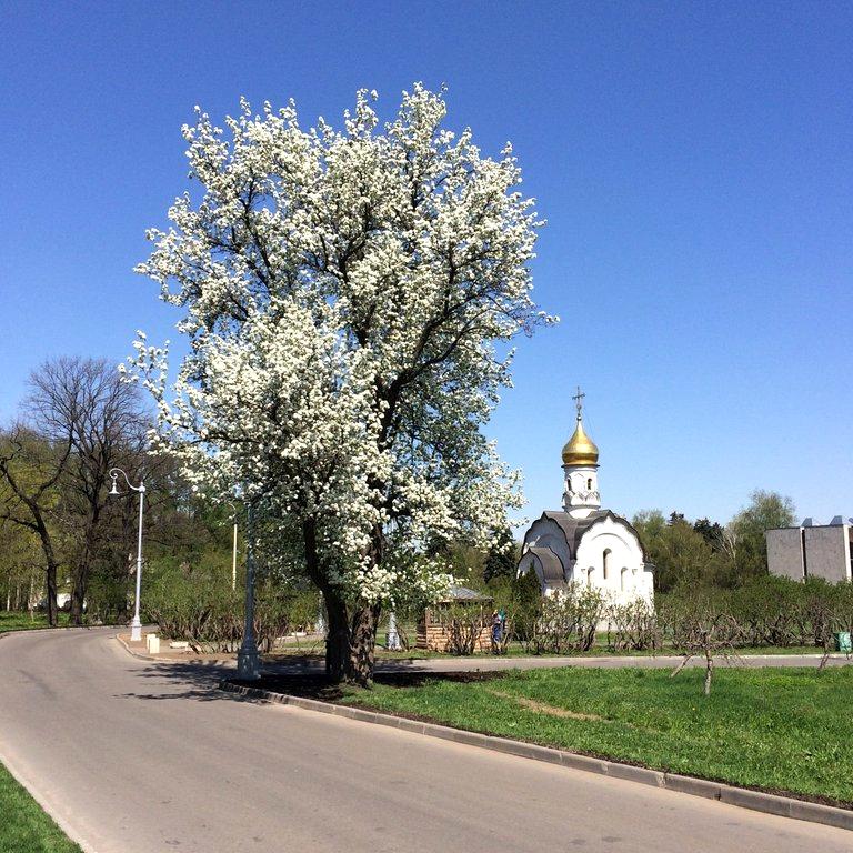 Изображение №6 компании Святителя Василия Великого