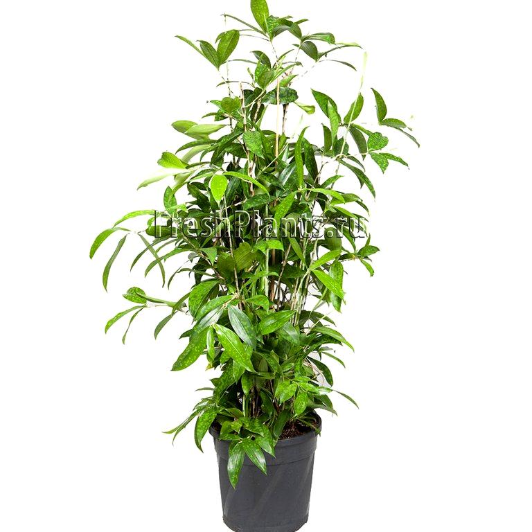 Изображение №7 компании FreshPlants.ru