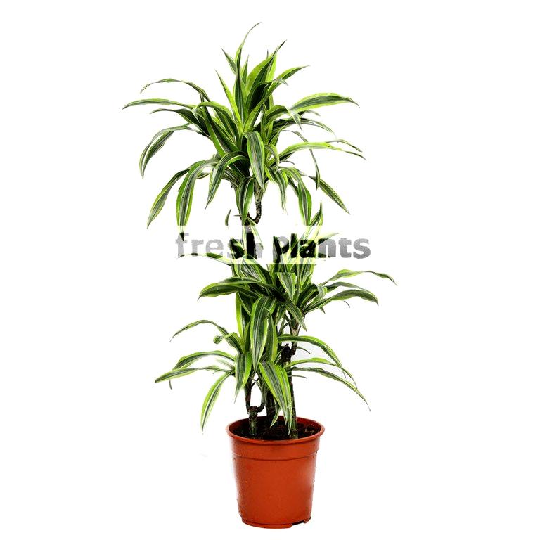 Изображение №5 компании FreshPlants.ru