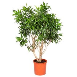 Изображение №1 компании FreshPlants.ru