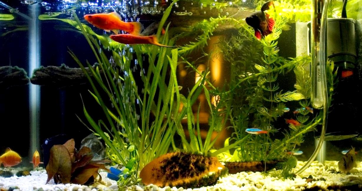 Изображение №9 компании Marlin aquarium