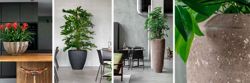 Изображение №2 компании Plants & Pots