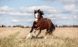 Изображение №5 компании Elite Horse