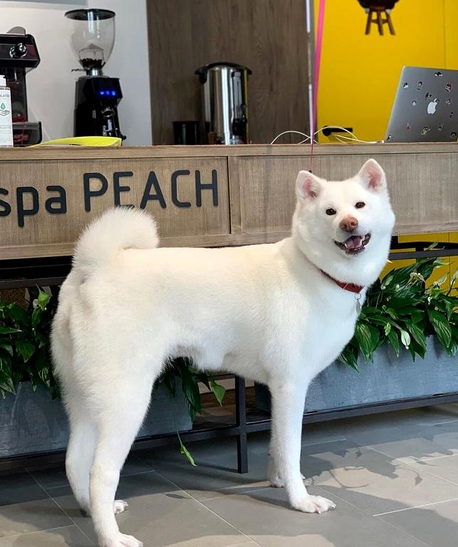 Изображение №15 компании Pet SPA peach