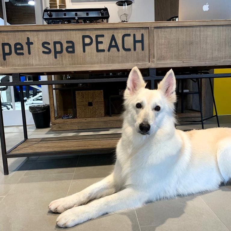 Изображение №5 компании Pet SPA peach